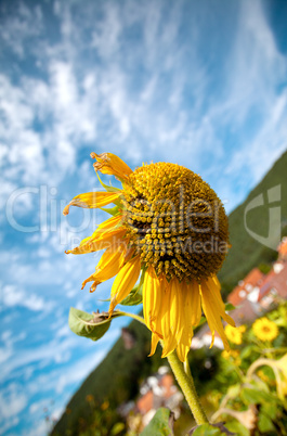 Sonnenblume Helianthus annuus vor Himmel mit Wolken