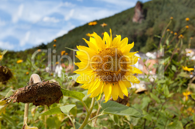 Sonnenblume Helianthus annuus auf Feld im Sommer