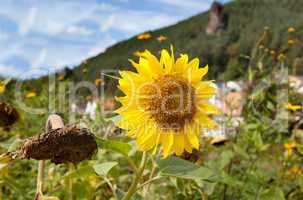 Sonnenblume Helianthus annuus auf Feld im Sommer