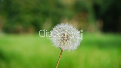Blowball With People Walking in the Background - Shallow Depth of Field