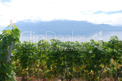 Weinberge am Genfer See