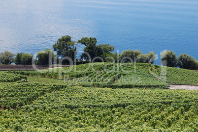 Weinberge am Genfer See