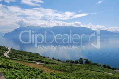 Genfer See. Weingebiet Lavaux.