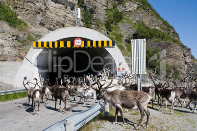 deers in tunnel