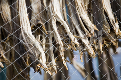 dried fish