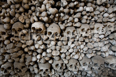 human bones and skulls