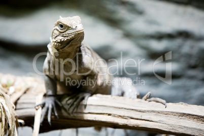 iguana on branch