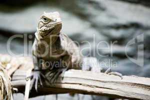 iguana on branch