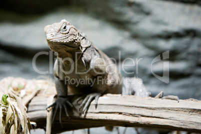 iguana on branch