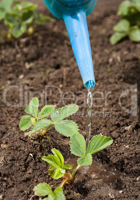 watering