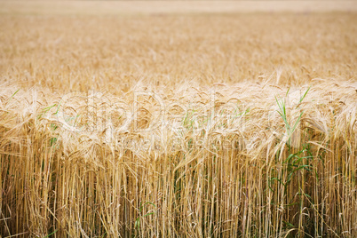 field of wheat