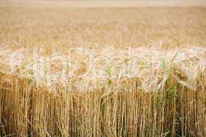 field of wheat