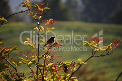 Vogel im Baum.