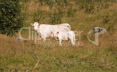 Cow with little calf