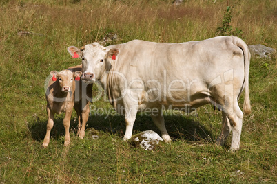 Cow with little calf