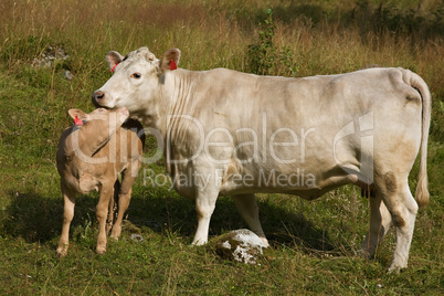 calf snuggled up to the cow
