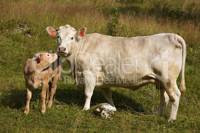 Cow with little calf