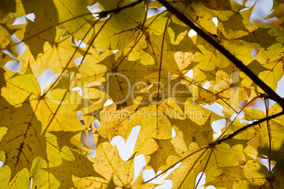 Yellow autumn maple leaves