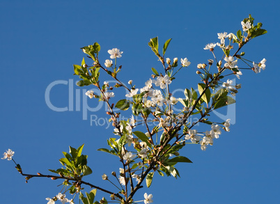 cherry tree branch in blossom