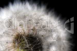 white fuzz dandelion