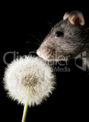 rat and dandelion