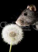 rat and dandelion