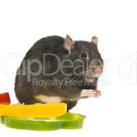 funny rat and bell pepper cuts