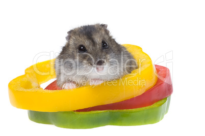 dwarf hamster