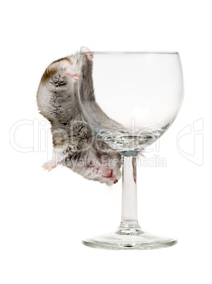 drunk hamster