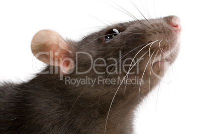 rat