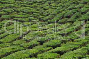 tea plantation in malaysia