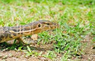 monitor lizard