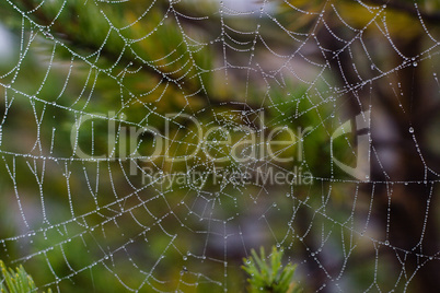 water drops on spiderweb