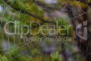 water drops on spiderweb