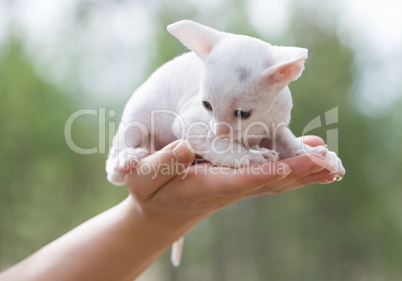 white kitten on palm