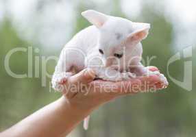 white kitten on palm