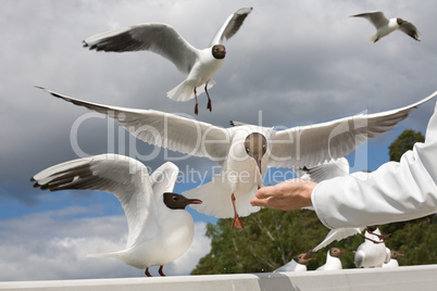 seagull