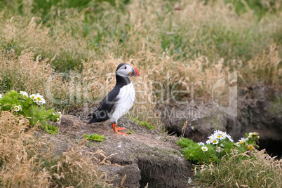 Iceland puffin bird