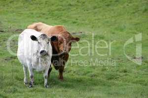 two cows