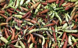 Colored Chili peppers