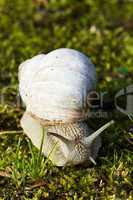 schnecke