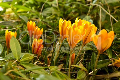 crocus