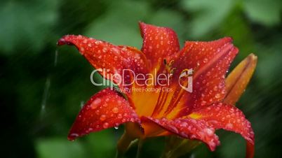 Lily Watered