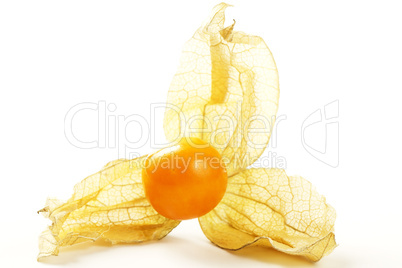 physalis makro