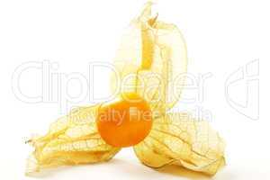 physalis makro