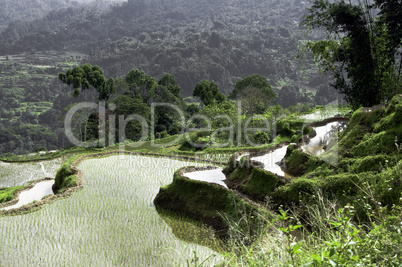 Green rice terrace