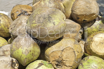 Coconuts