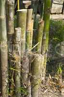 Cutted Bamboo