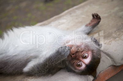 Macaque Baby is relaxing
