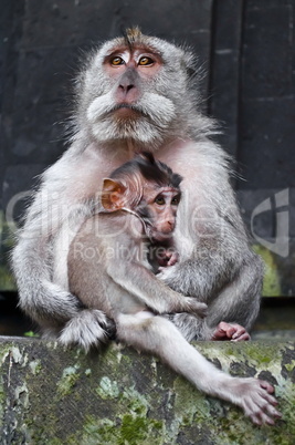 Macaque boss with child